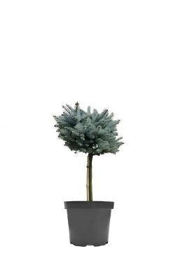 Ель колючая Глаука Глобоза на штамбе (Glauca globosa Pa)