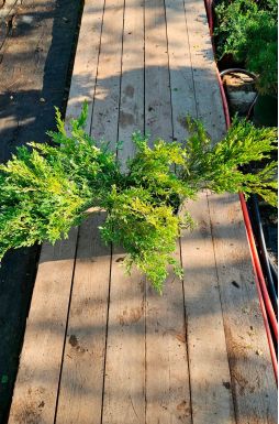 Можжевельник горизонтальный Андорра Вариегата (Andorra variegata)