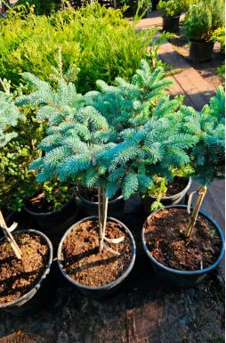 Ель колючая Глаука Глобоза на штамбе (Glauca globosa Pa)