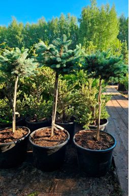 Ель колючая Глаука Глобоза на штамбе (Glauca globosa Pa)