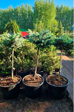 Ель колючая Глаука Глобоза на штамбе (Glauca globosa Pa)