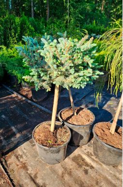 Ель колючая Глаука Глобоза на штамбе (Glauca globosa Pa)