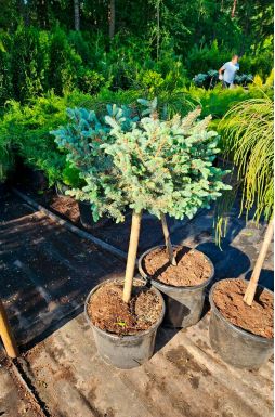 Ель колючая Глаука Глобоза на штамбе (Glauca globosa Pa)