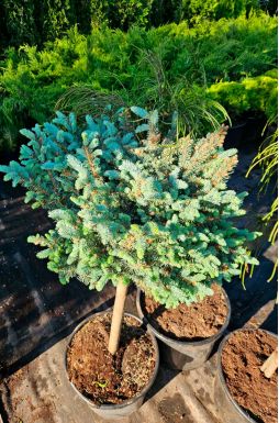 Ель колючая Глаука Глобоза на штамбе (Glauca globosa Pa)