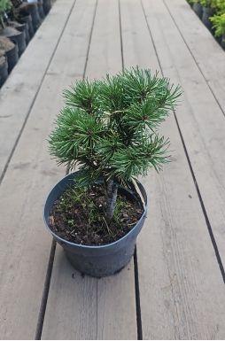 Сосна горная Карстенс Винтерголд (Carstens wintergold)