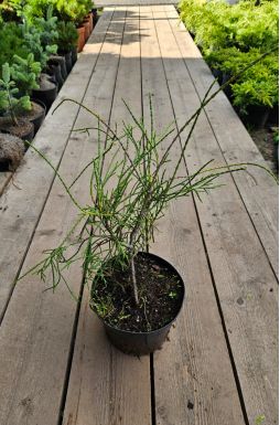 Туя западная Филиформис (Filiformis)