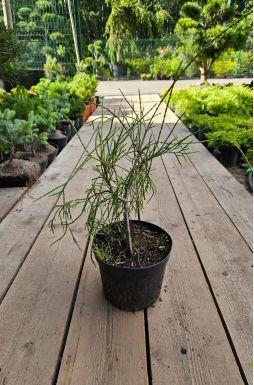 Туя западная Филиформис (Filiformis)