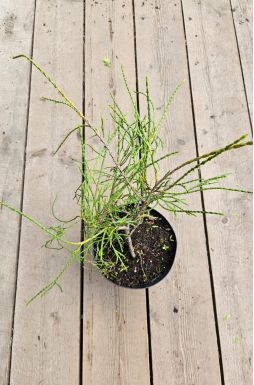 Туя западная Филиформис (Filiformis)