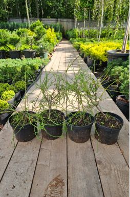 Туя западная Филиформис (Filiformis)