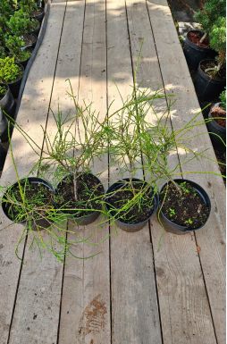 Туя западная Филиформис (Filiformis)