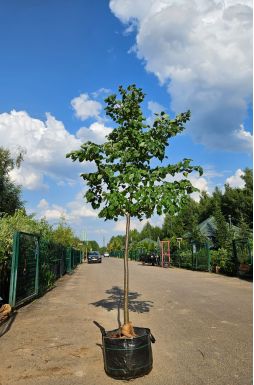 Липа мелколистная Гринспаер (Greenspire)