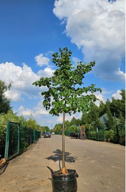 Липа мелколистная Гринспаер (Greenspire)