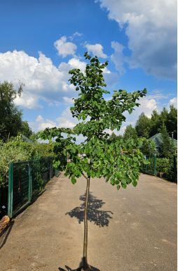 Липа мелколистная Гринспаер (Greenspire)