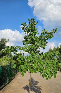 Липа мелколистная Гринспаер (Greenspire)