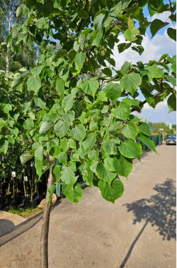 Липа мелколистная Гринспаер (Greenspire)