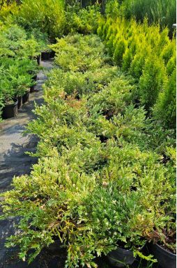 Можжевельник горизонтальный Андорра Вариегата (Andorra variegata)